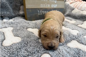 Montaro - puppy for sale