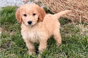 Mossie - Goldendoodle for sale