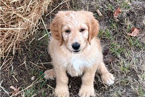 Milo - Goldendoodle for sale
