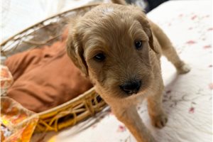Mylee - Goldendoodle for sale