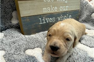 Monty - puppy for sale