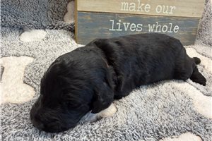 Moss - Goldendoodle for sale