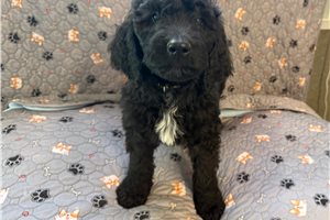 Mort - Goldendoodle for sale