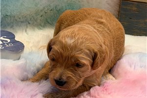 Moxie - puppy for sale