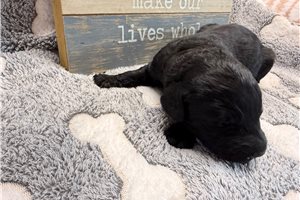 Mort - Goldendoodle for sale