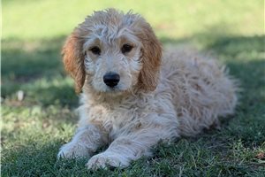Mossie - Goldendoodle for sale