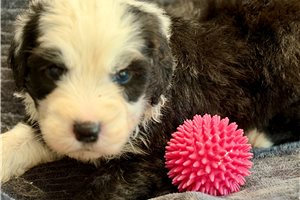 Nellie - Old English Sheepdog for sale