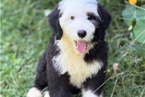 Mary - Old English Sheepdog for sale
