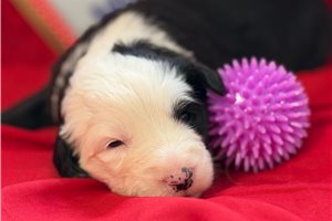 Mary - Old English Sheepdog for sale