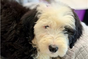 Mary - Old English Sheepdog for sale