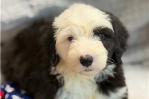 Mary - Old English Sheepdog for sale