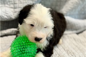 Laura - Old English Sheepdog for sale