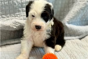 Almanzo - Old English Sheepdog for sale