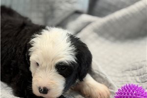 Mary - Old English Sheepdog for sale