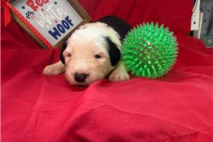 Laura - Old English Sheepdog for sale