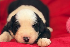 Nellie - Old English Sheepdog for sale