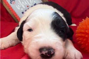 Almanzo - Old English Sheepdog for sale