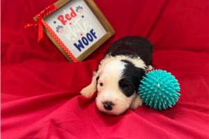 Rose - puppy for sale