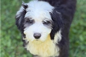 Nellie - Old English Sheepdog for sale