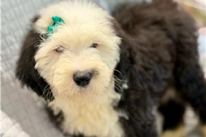Laura - Old English Sheepdog for sale