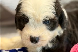 Nellie - Old English Sheepdog for sale