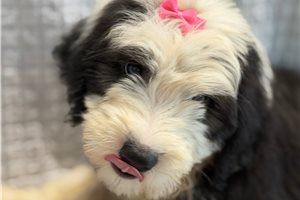 Nellie - Old English Sheepdog for sale