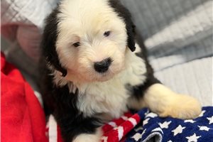Laura - Old English Sheepdog for sale