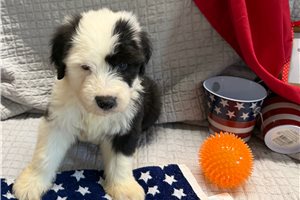 Almanzo - Old English Sheepdog for sale