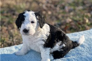 Chester - Sheepadoodle for sale