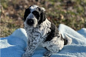 Conner - Sheepadoodle for sale