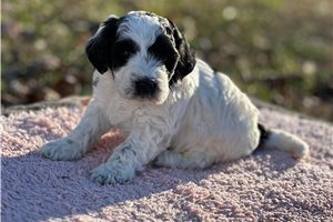 Caitlyn - Sheepadoodle for sale