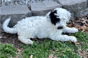 Charlize - Sheepadoodle for sale