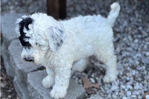Charlize - Sheepadoodle for sale