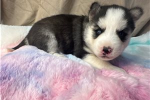 Anastasia - puppy for sale