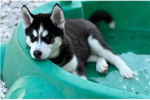 Ford - Siberian Husky for sale