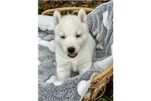 Silas - Siberian Husky for sale