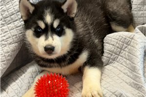 Felix - Siberian Husky for sale