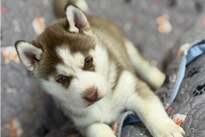 Nathan - Siberian Husky, placed in Joplin