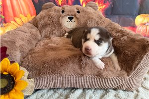 Nellie - Siberian Husky for sale