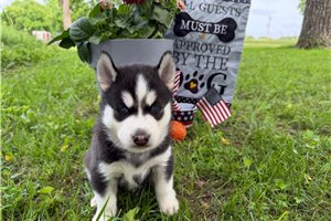 Ford - Siberian Husky for sale
