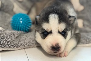Forrest - Siberian Husky for sale
