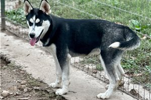 Artemis - Siberian Husky for sale