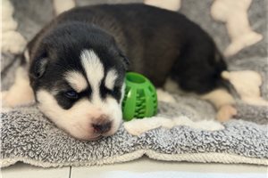 Fudge - Siberian Husky for sale