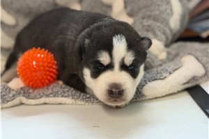 Ford - Siberian Husky for sale