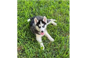 Asuka - Siberian Husky for sale