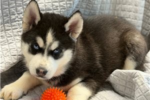 Ford - Siberian Husky for sale