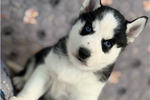 Nico - Siberian Husky for sale