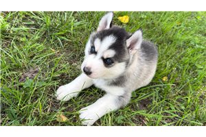 Forrest - Siberian Husky for sale