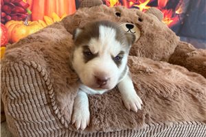 Nathan - Siberian Husky for sale