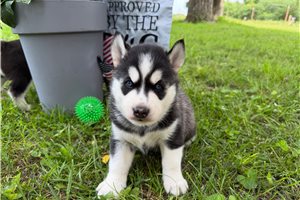 Fudge - Siberian Husky for sale